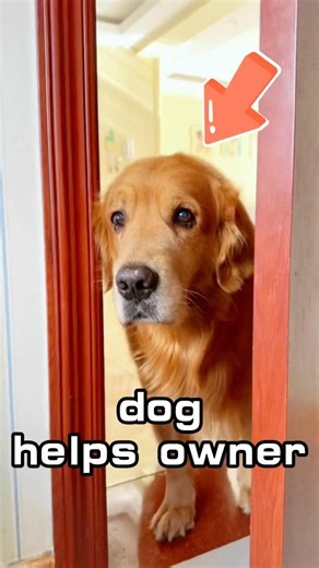 A dog that helps its sick owner