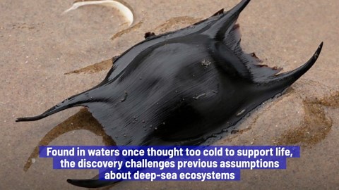 Scientists find '2.6 million golden eggs' near an underwater volcano