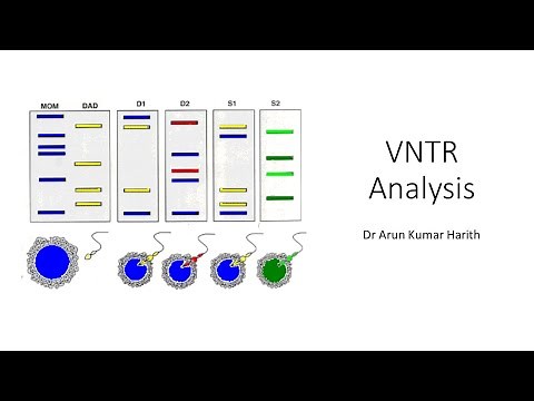 VNTR analysis and DNA fingerprinting