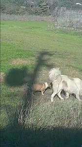 🐕 Η μάνα σκυλα με το κουταβι της στο λειβαδι #χωριό #ελλάδα #σκύλοσ