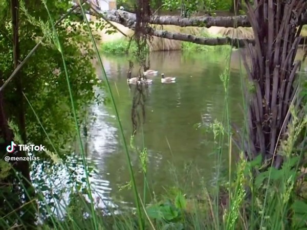 #digicam #camcorder #digitalcamera #nostalgia #pointandshoot #nature #filmcamera #ōtautahi #christchurch #aotearoa #newzealand #fyp