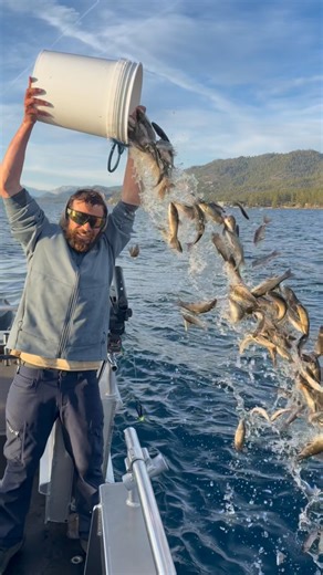 As you can see all these little native guys were returned back to the lake #laketahoe #native #fish