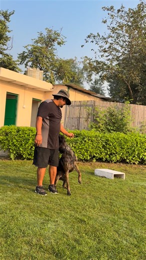Foundation work PSA Obedience 😊 #protectionsportsassociation #everyoneシ゚ #protectiondogtraining #protectionsports #malinois #dutch #petlovers | Prakash Ajay