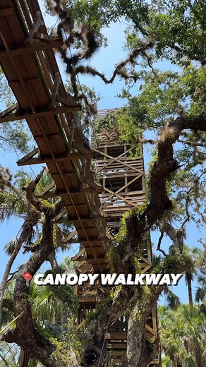 PeakACity on Instagram: "The REAL Unique Finds Canopy Walkaway in Florida The Canopy Walkway at Myakka River State Park is finally open again and let me tell you it’s definitely worth the 3 hour drive! Myakka River State Park, Sarasota $6 Per Vehicle Opens 8am till Subset #visitflorida #naturetrail #travelideas #canopywalk #statepark #uniqueplaces #floridathings #hikingtrails #myakkariverstatepark #sarasotaflorida"