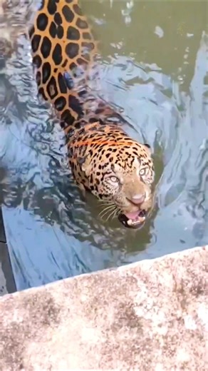 Rescuing a Jaguar Trapped in a Power Plant Canal