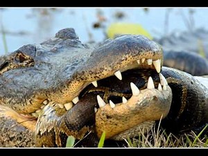 PYTHON vs. CROCODILE : Who Won ? (GRAPHIC) (PICS)