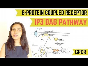IP3 DAG PATHWAY | G-PROTEIN COUPLED RECEPTOR (GPCR)
