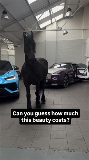 This Horse Costs More Than Supercars 😳 Million Dollar Luxury Horse 👑🐎💎 VIP HORSES