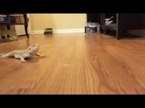 Funny Bearded Dragon Running on Wood Floor