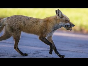 Red Fox Hunting Mouse | How Red Fox Hunting