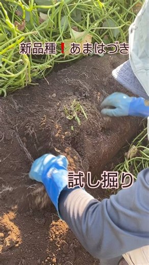 さつまいも農家 おいも前芝 on Instagram: "今年初めて作った あまはづきの 試し掘りをしました。 根っこがスゴくて 手で掘るのは大変でした。 2株とも1番大きいのでも Mサイズ💦 8月末か9月にならないと いいサイズにならないかな❓ もうちょっとお待ち下さい #あまはづき #さつまいも農家 #焼き芋 #掘りたてでもうまい #ねっとり #黄色い #焼くの楽しみ"