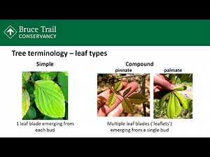 Webinar - All Season Tree and Shrub Identification