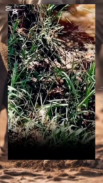 Mœurs de Mâtinage: Vidéos de Donkeys et Chevaux