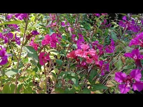 One Man's Garden: Clarkia unguiculata (elegant clarkia, farewell-to-spring)