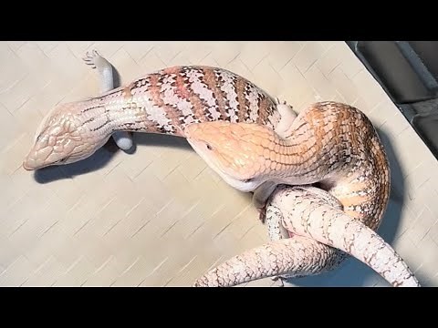 Blue Tongue Skink Breeding behavior and tips