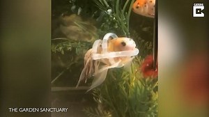 Goldfish who can't swim has life jacket to keep him floating the right way