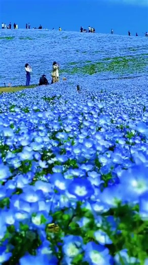 Nemophila Harmony is a flower event in Hitachi Seaside Park in Japan About 5 million baby blue-eyes flowers (nemophilas) bloom