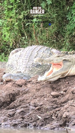 🐊🐊 Nile Crocodiles In Nairobi National Park!! 🐊 #vivoX300pro #wildlife