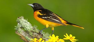 When do orioles leave Ohio? (to migrate south)