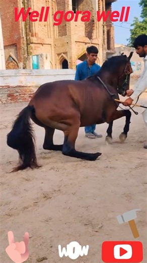 🐎beautiful horse dance check karo //# #horse #viral #song #short #youtube #funny March 15, 2026