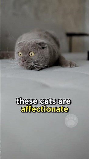 The Scottish Fold ( Full ↑ ) #cats