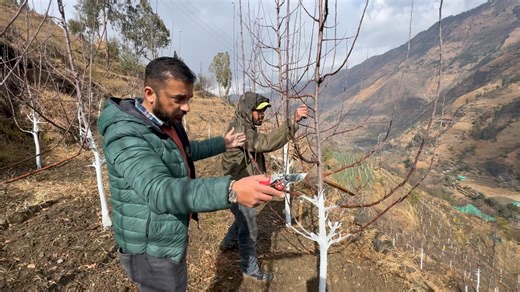 Branch Selection in High and Medium Density orchard🌲🍎🇮🇳By Avnish Chauhan | AVO Fruit Tree Nursery