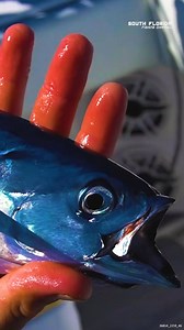 Catching a Big BARRACUDA #barracuda #ballyhoobait #planer #fishingday | South Florida Fishing Channel