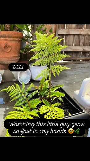 Australian Tree Fern or Lacy Tree Fern | ခင္ မိုး ေ၀ | Facebook