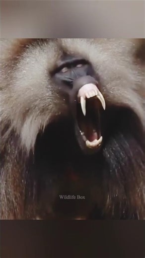 Baboon so dangerouse monkey🐒😱