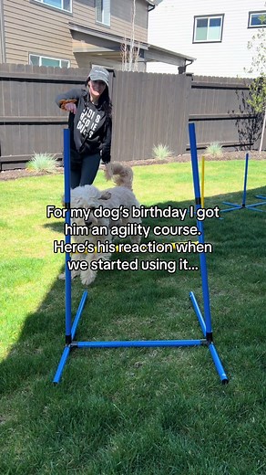 Dog Agility Training: From Jumping to Weaving
