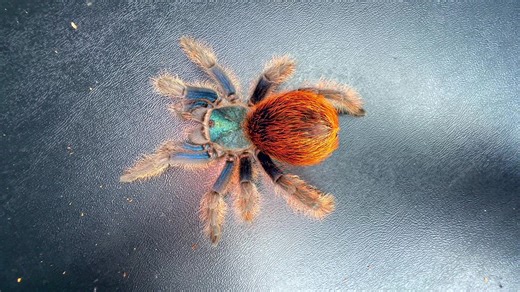 The rarest tarantula!!! #moorea #mexicanjadefuego #raretarantula