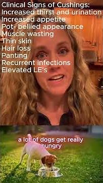 Cushings Disease In Dogs #cushingsindogs #vet #holisticvet #potbellydog #doghealth
