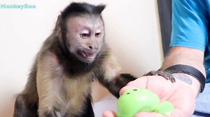 MonkeyBoo opens his new splat ball toys and has a pretty funny reaction when he sees them 🙈😂 No splat balls were harmed in the making of this video... 😅 | MonkeyBoo