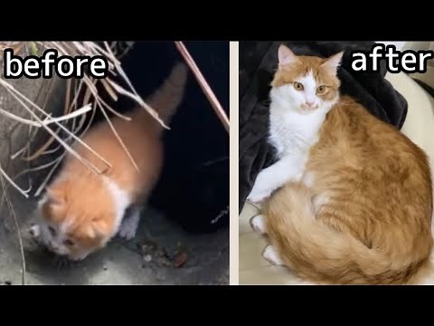 側溝で鳴いていた子猫のビフォーアフター【保護子猫成長日記#44】