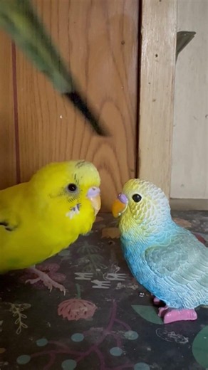 “Is It a New Friend? 🤔 Budgie Meets a Tiny Blue Bird!”
