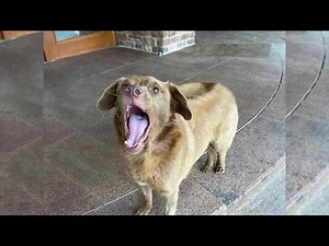 Heartbreaking story behind a dog with a strange gait begging for help