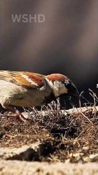 Nature's Art: The Beauty and Diversity of the Natural World #shorts