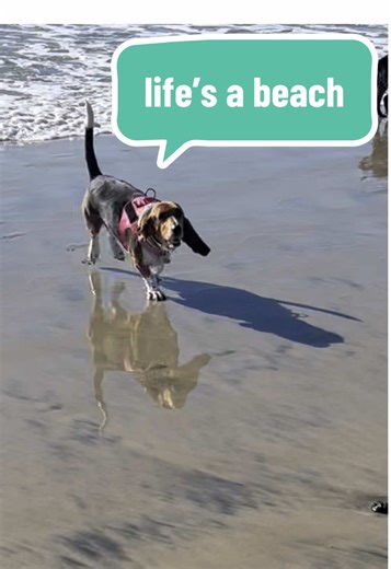 Another day, another dog beach (…even if Fanny still prefers the humans). 😂🏝️ #dogbeach #rescuedog #bassethoundsoftiktok #fypシ