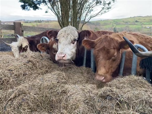 Some of the fold enjoying the silage whilst we enjoy the view in the worth valley. Are we so lucky to live with such gorgeous views! | Marsh Top Farm Shop