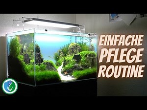 Simple & quick aquarium care routine [1h per week]