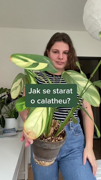 Můj postoj ke calatheám 🪴🙈 #pokojovky #pokojoverostliny #kytky #kvitka #kytkyjinak