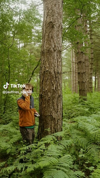 Creaking Tree Sounds for Deep Relaxation