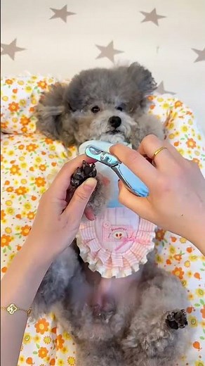 Stop Struggling! The Easiest Way to Trim Dog Nails at Home 🐶✂️ #DogCare #PetHacks