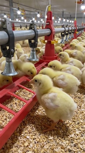 Broilers Day Old Chicks Brooding at Farm|| Brooding management of Broiler chicks #poultry farming