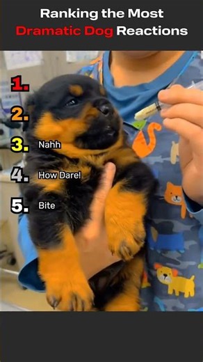 Ranking The Most Dramatic Dog Reactions!