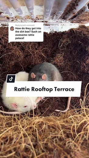 Creative Rat Enrichment Ideas: Rattie Rooftop Terrace and Dig Box