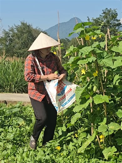 Harvesting Cucumbers: Family Moments and Fresh Produce