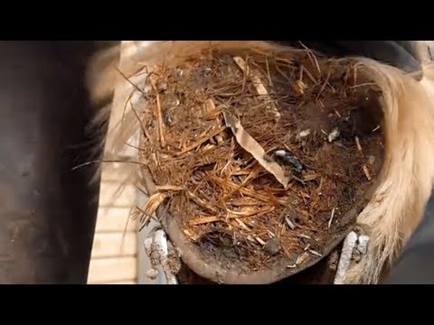 Shire Horse Horse Hoof Hooves Trimming Asmr