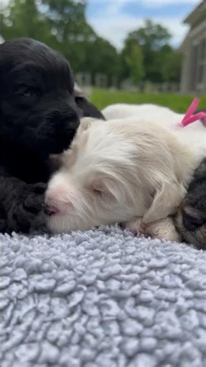 Bernedoodle Puppies Cuddling