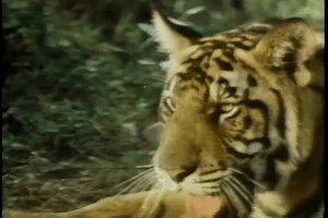 Tiger attacking man in forest, 1970s.
